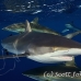 shark_silky_far_jar_h_0364_cub1652.jpg